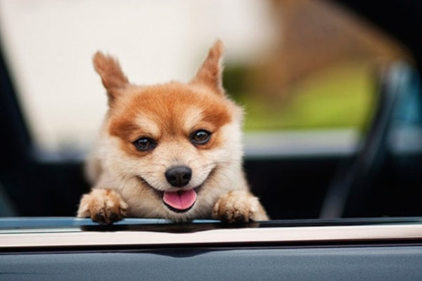 animales-sonriendo-18
