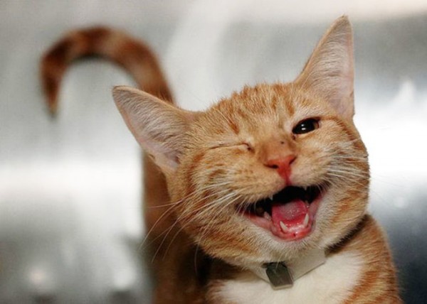animales-sonriendo-19