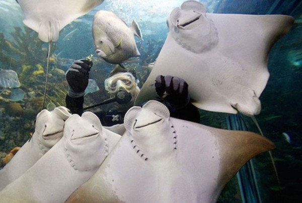 animales-sonriendo-20