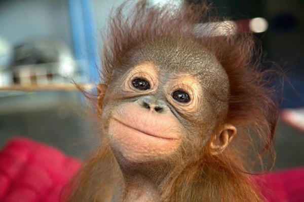 animales-sonriendo-21