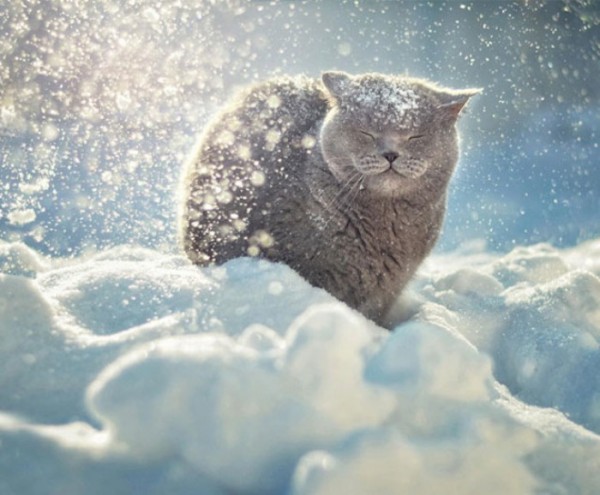 animales-sonriendo-22