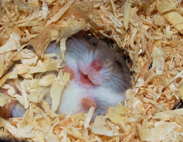 animales-sonriendo-24