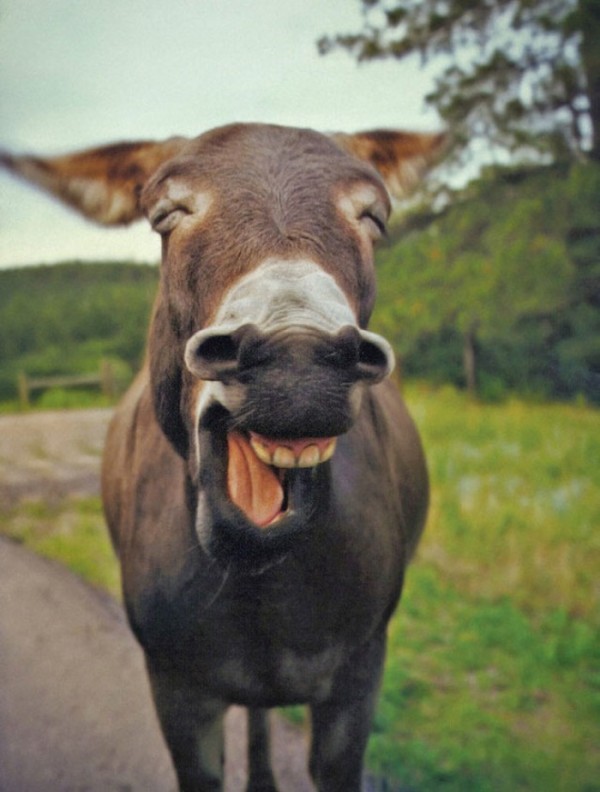 animales-sonriendo-25