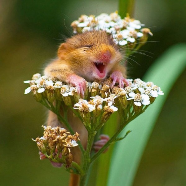 animales-sonriendo-26