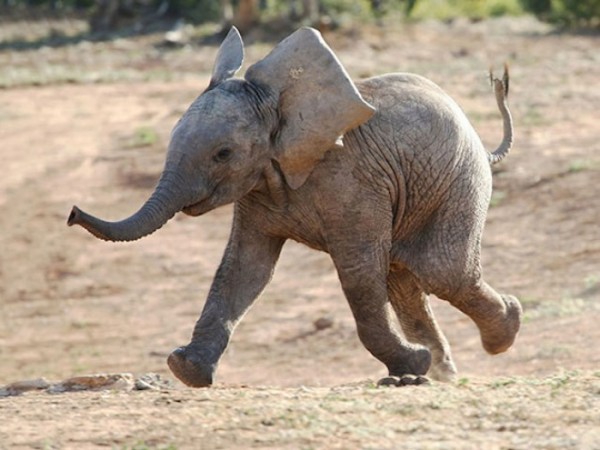 animales-sonriendo-27