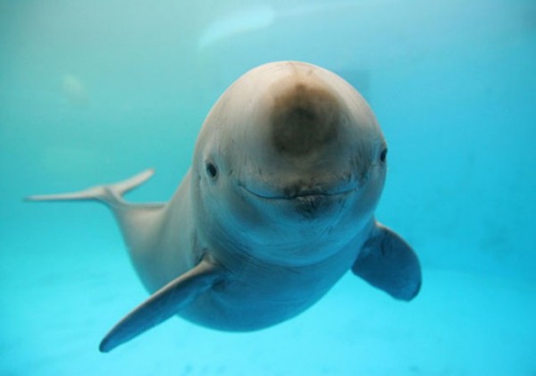animales-sonriendo-28