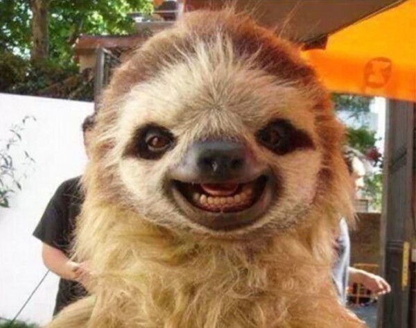 animales-sonriendo-29
