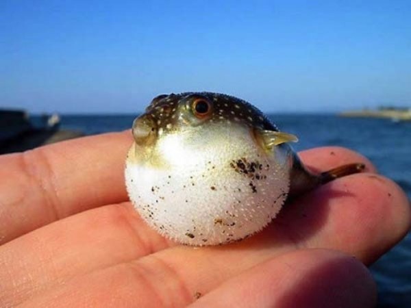 bebes-animales-peligrosos-01