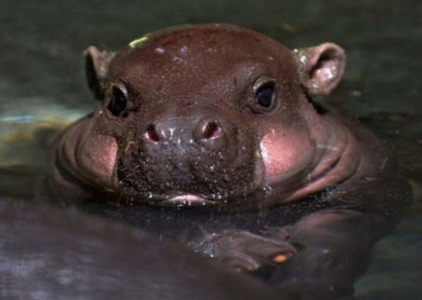 bebes-animales-peligrosos-03