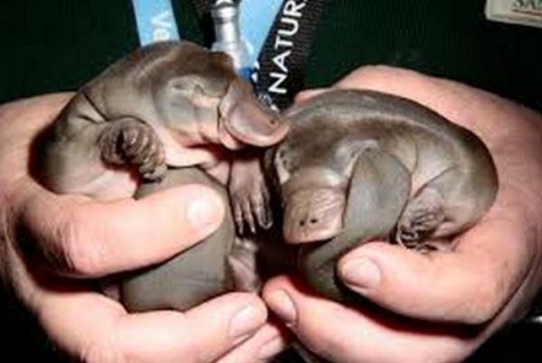 bebes-animales-peligrosos-05