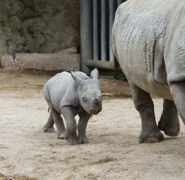bebes-animales-peligrosos-07