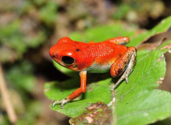 bebes-animales-peligrosos-10