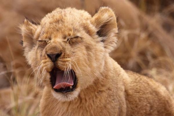 bebes-animales-peligrosos-13