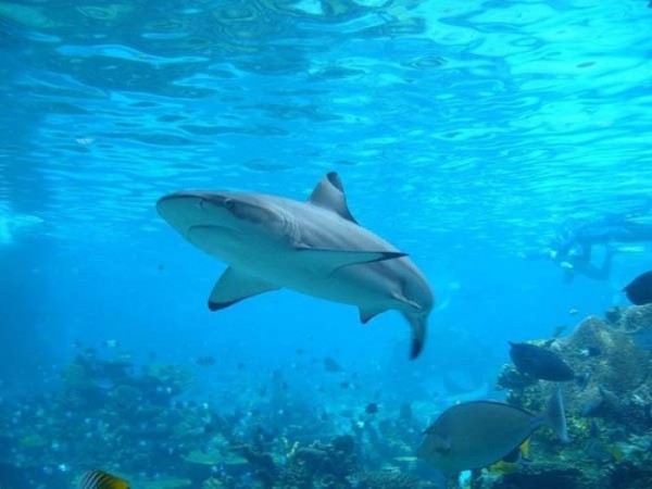 bebes-animales-peligrosos-16