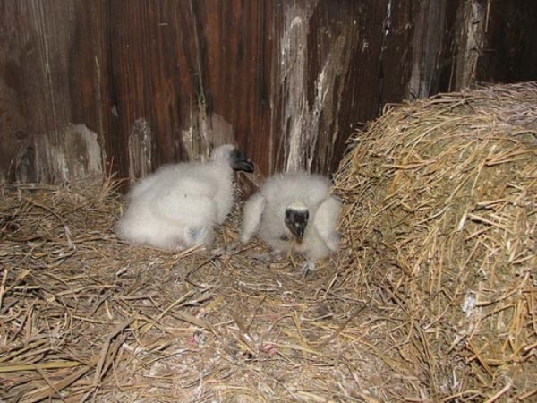 bebes-animales-peligrosos-19