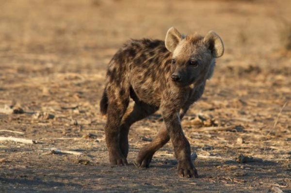 bebes-animales-peligrosos-21