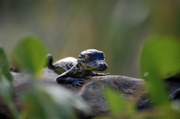 bebes-animales-peligrosos-23