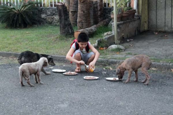 chico-construye-refugio-para-animales-00