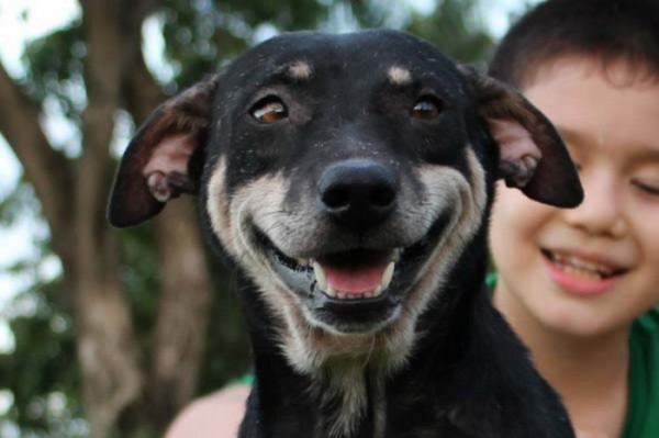 chico-construye-refugio-para-animales-08