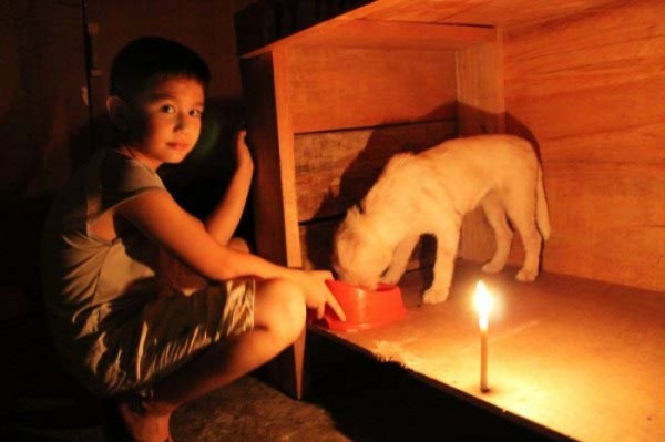 chico-construye-refugio-para-animales-14
