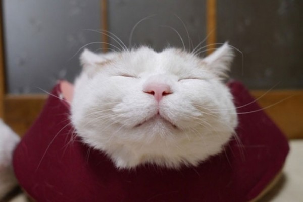 gato-dormido-feliz-00