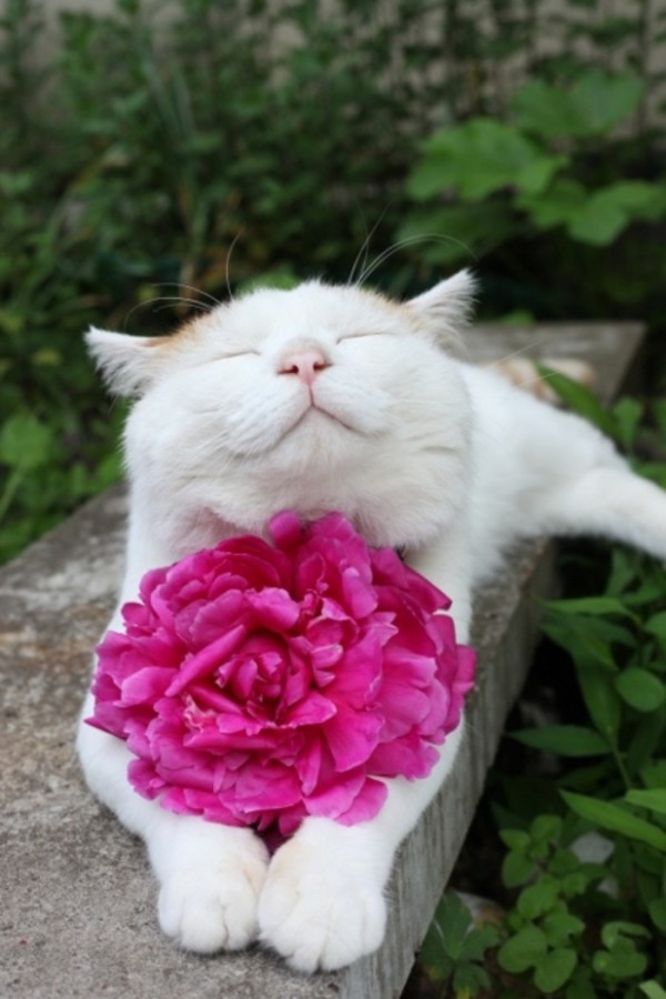 gato-dormido-feliz-01