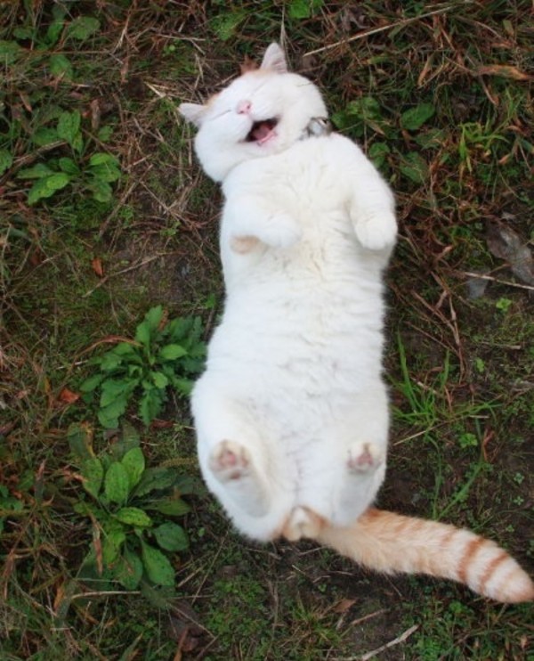 gato-dormido-feliz-02