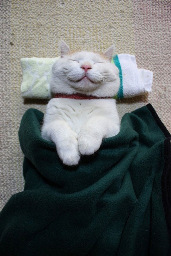 gato-dormido-feliz-04