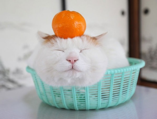 gato-dormido-feliz-05