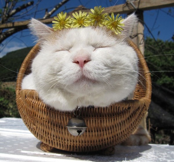 gato-dormido-feliz-07
