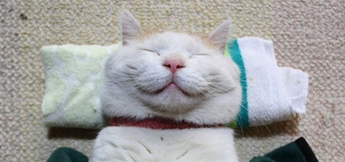 gato-dormido-feliz-10