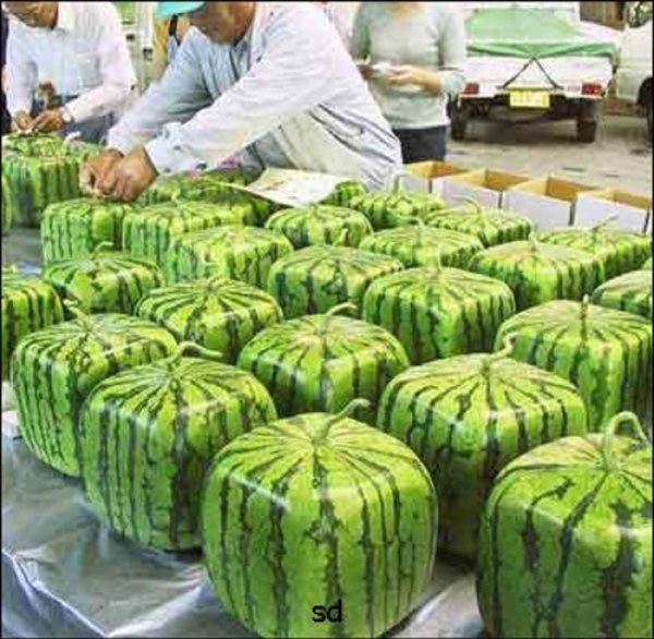 inventos-japoneses-absurdos-21