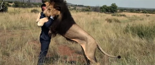 jugando-con-leones-salvajes-05