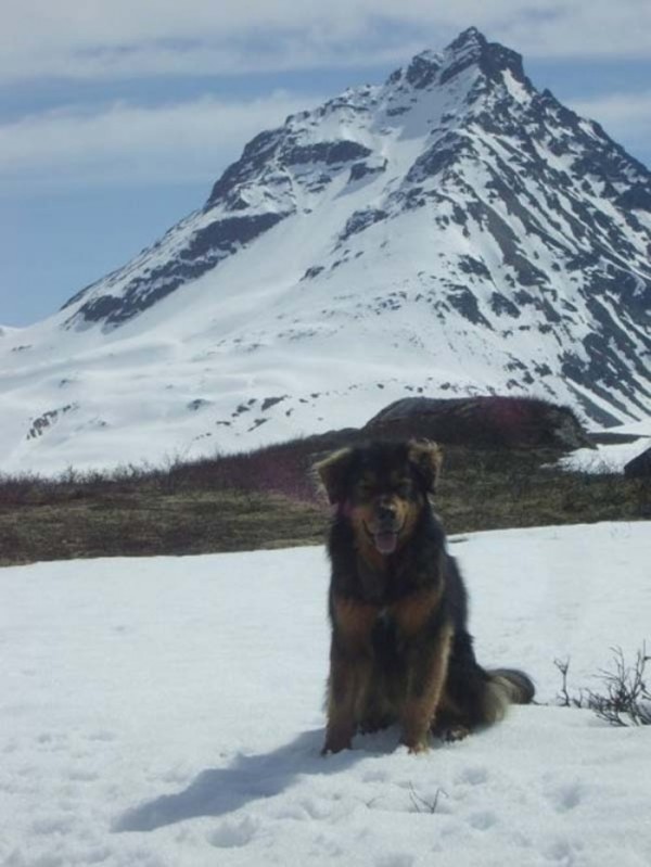 mason-perro-heroe-salvador-02