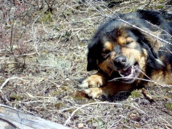 mason-perro-heroe-salvador-03