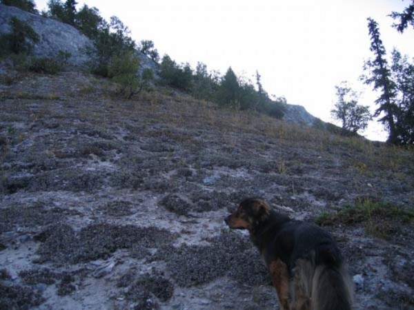 mason-perro-heroe-salvador-12
