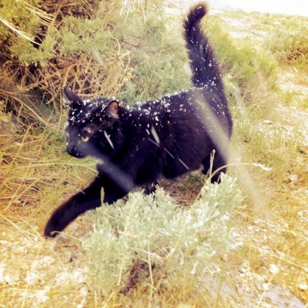 millie-gato-escalador-00