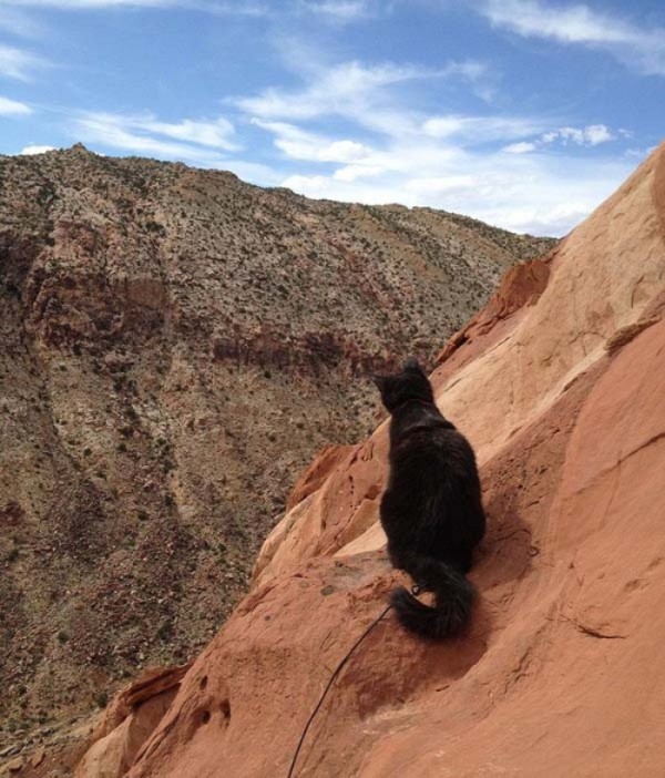 millie-gato-escalador-04