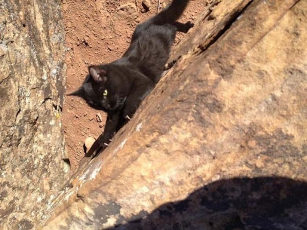 millie-gato-escalador-05