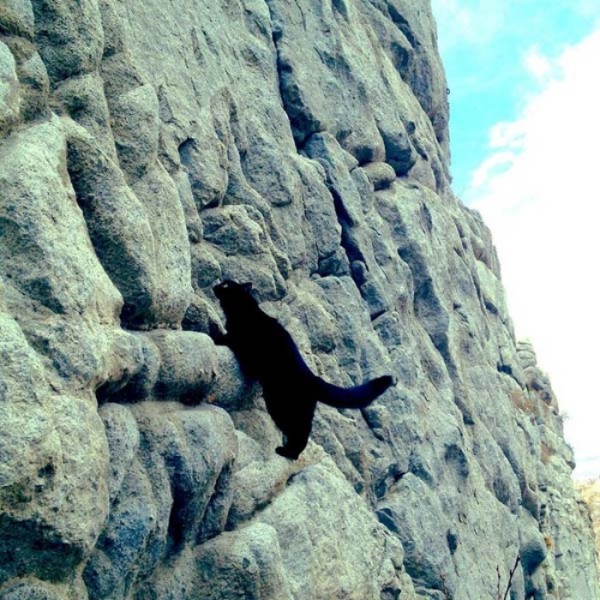 millie-gato-escalador-09