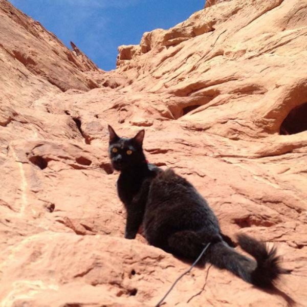 millie-gato-escalador-12