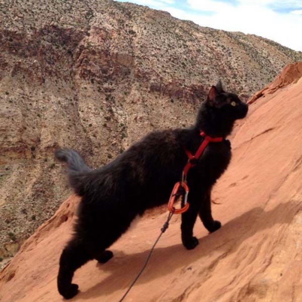 millie-gato-escalador-13