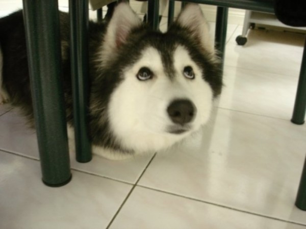 tally-perro-gatuno-00