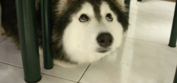 tally-perro-gatuno-00