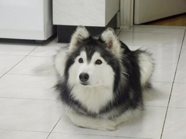 tally-perro-gatuno-01
