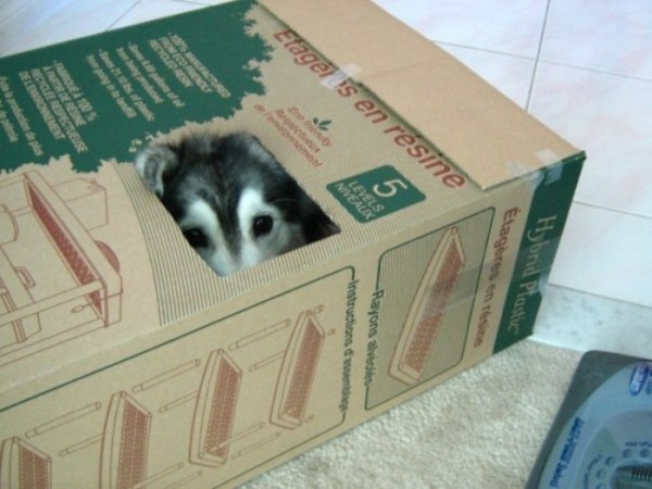 tally-perro-gatuno-02