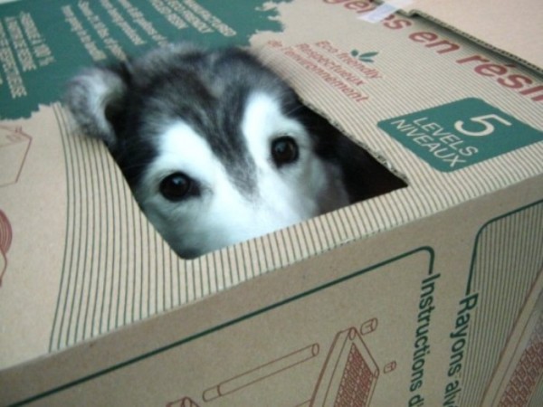 tally-perro-gatuno-03