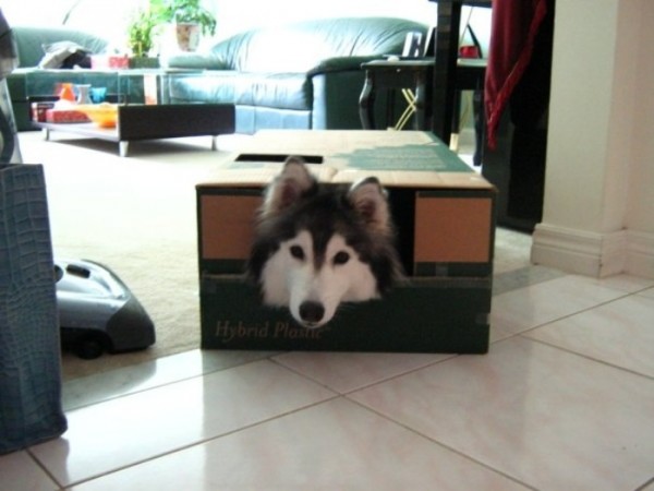 tally-perro-gatuno-04