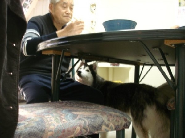 tally-perro-gatuno-05