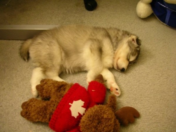 tally-perro-gatuno-06